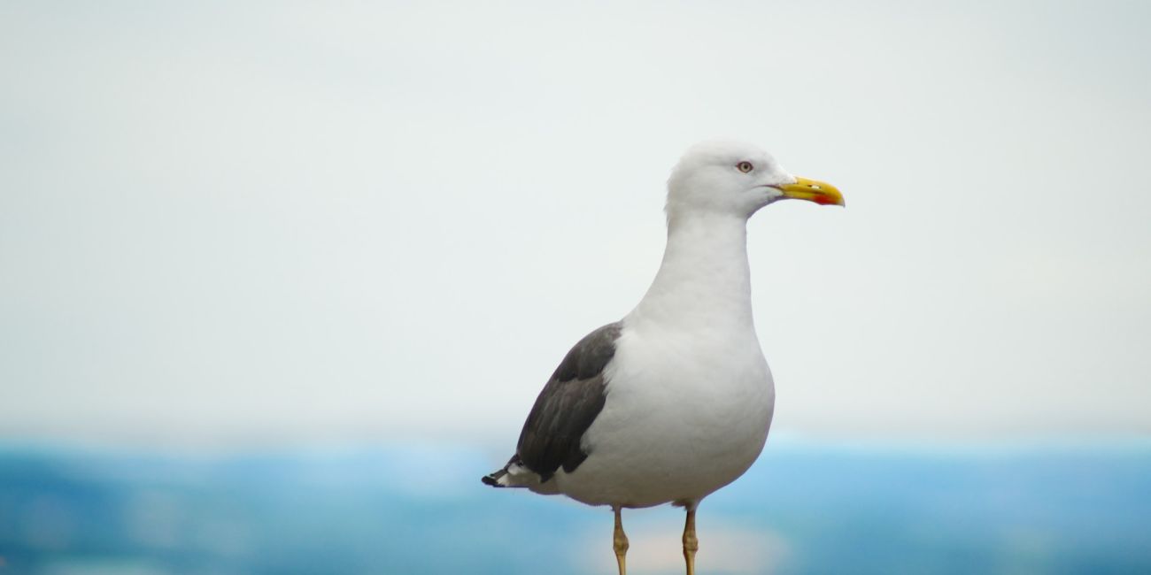 Il Gabbiano