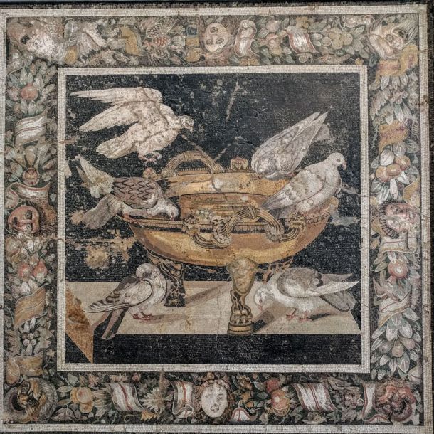 il piccione è simbolo di pace come la colomba , Perchè?