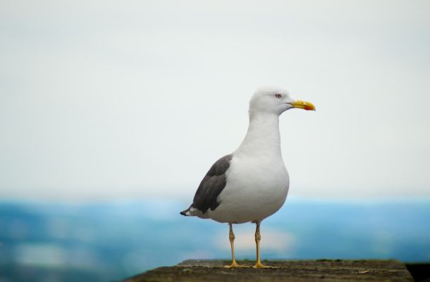 Il Gabbiano