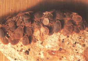 Zecca del piccione annidata in un sottotetto