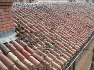 Pulizia, rimozione e disinfestazione del guano di piccione dal tetto e dai panelli