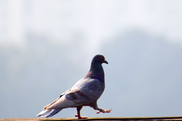 Come allontanare i piccioni dal tetto in modo intelligente